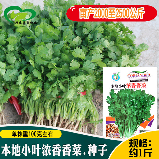 河间市本地小叶浓香香菜种子农田菜园质地柔嫩香味浓小叶芫荽蔬菜籽