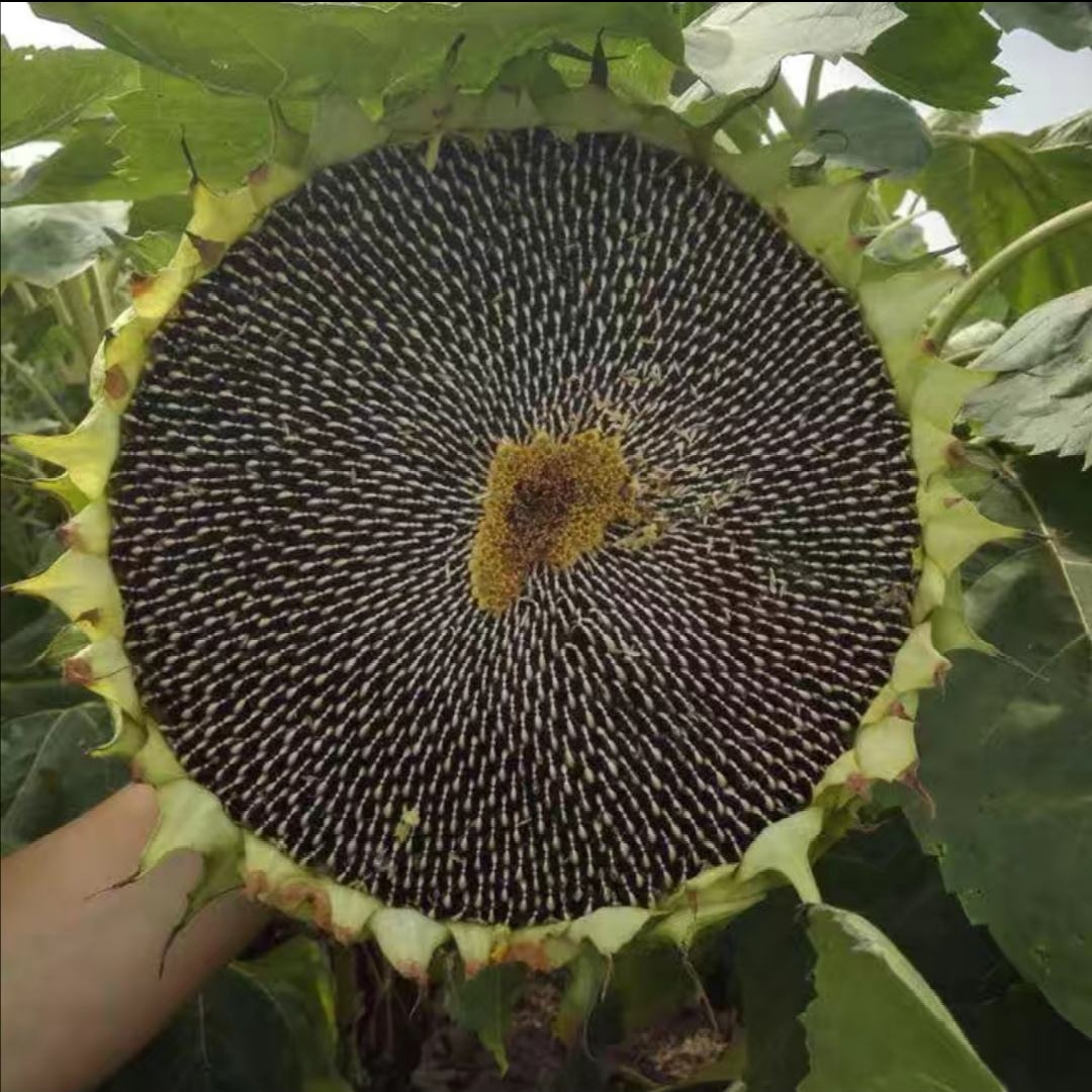 粒尓田美丰矮大头油葵种子 向日葵油葵种子 榨油瓜子 大面积种