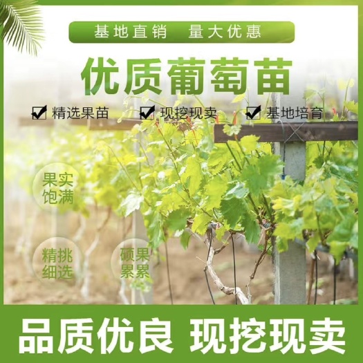 平邑县【带原土带叶发货】葡萄树苗盆栽地阳台栽庭院南北方种植当年结果