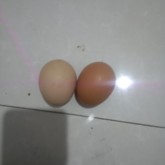 阳信县土鸡蛋