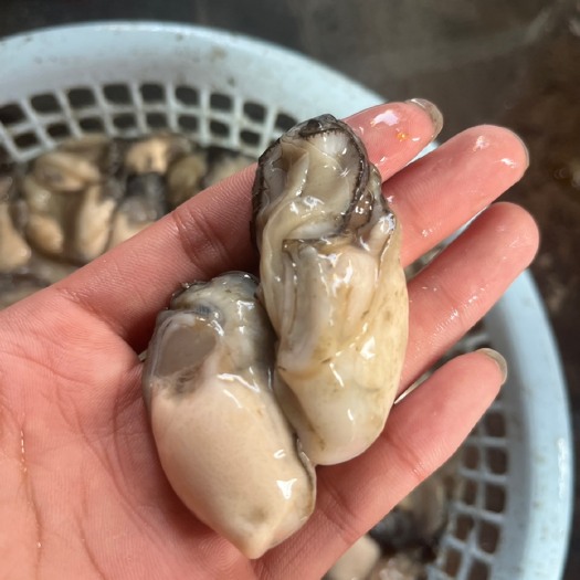 饶平县生蚝肉批发，量大量小都接