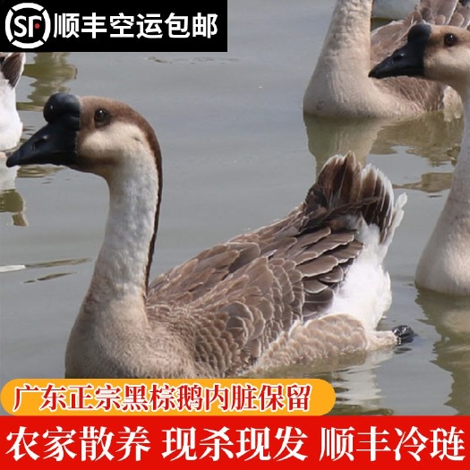 博罗县广东博罗散养黑棕鹅8到10斤青年鹅公母混合现捕现发