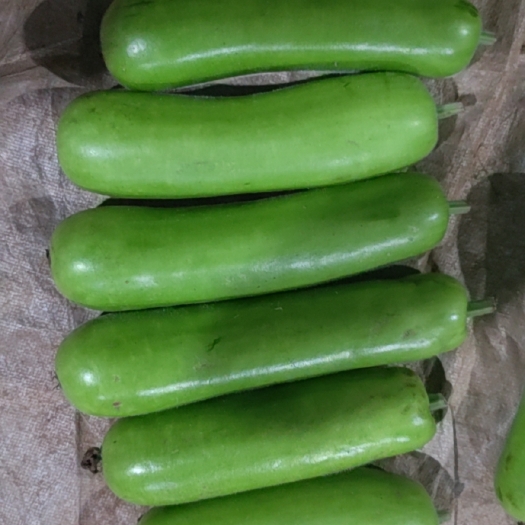 徐闻县（推荐）广东湛江徐闻基地货，一手货源充足，蒲瓜电商货