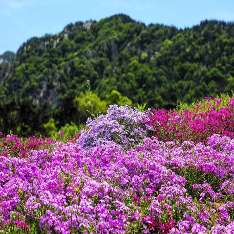 丛生福禄考 公园观赏用 适应能力较强 布置花坛花带 绿化草花