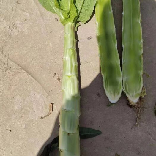 兰州精品莴笋大量上市。需要的随时随地看货。24小时联系