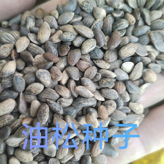和顺县油松种子，松子人工筛选，发芽率高，是当年新货，客户给的反馈