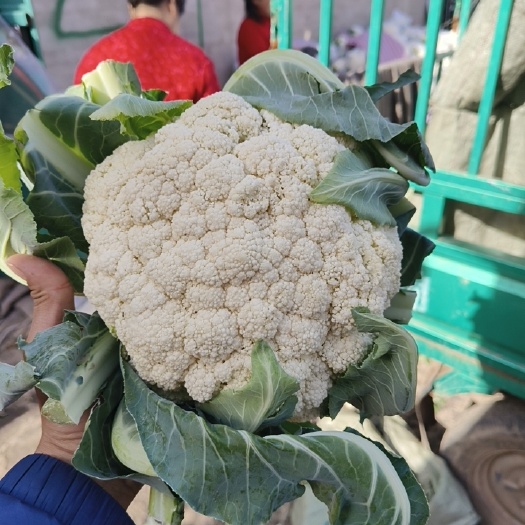 邯郸青梗松花菜，菜花大量有货
