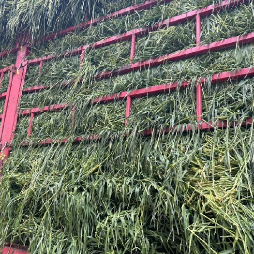 兴化市大麦草 荷兰猪 兔饲料