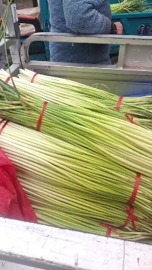 亳州大量供应，红帽蒜苔，有要的可以联系我