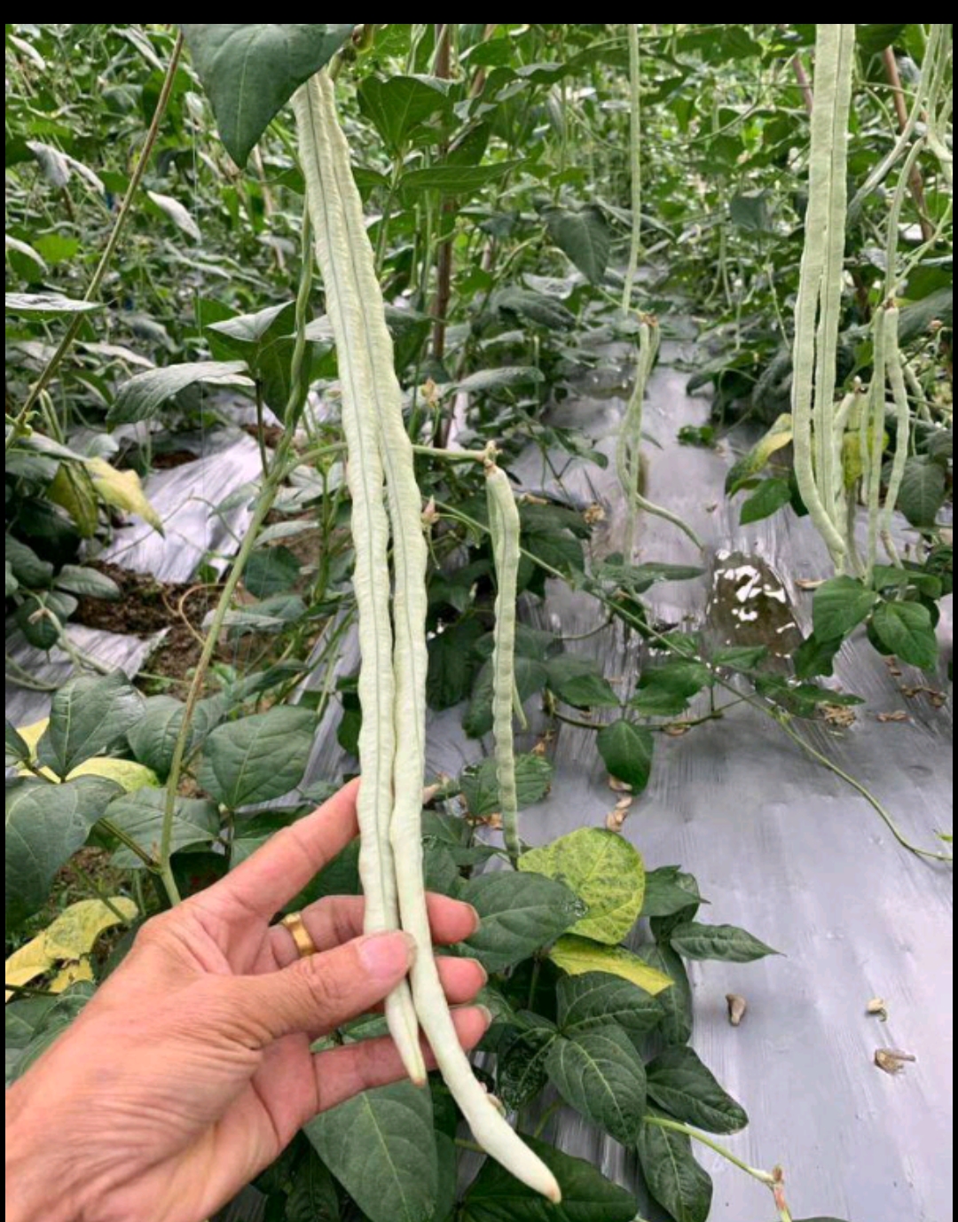 大肉猪仔豆白豆角种子八月珠仔豆豇豆种籽甜豆角子种春秋蔬菜种孑