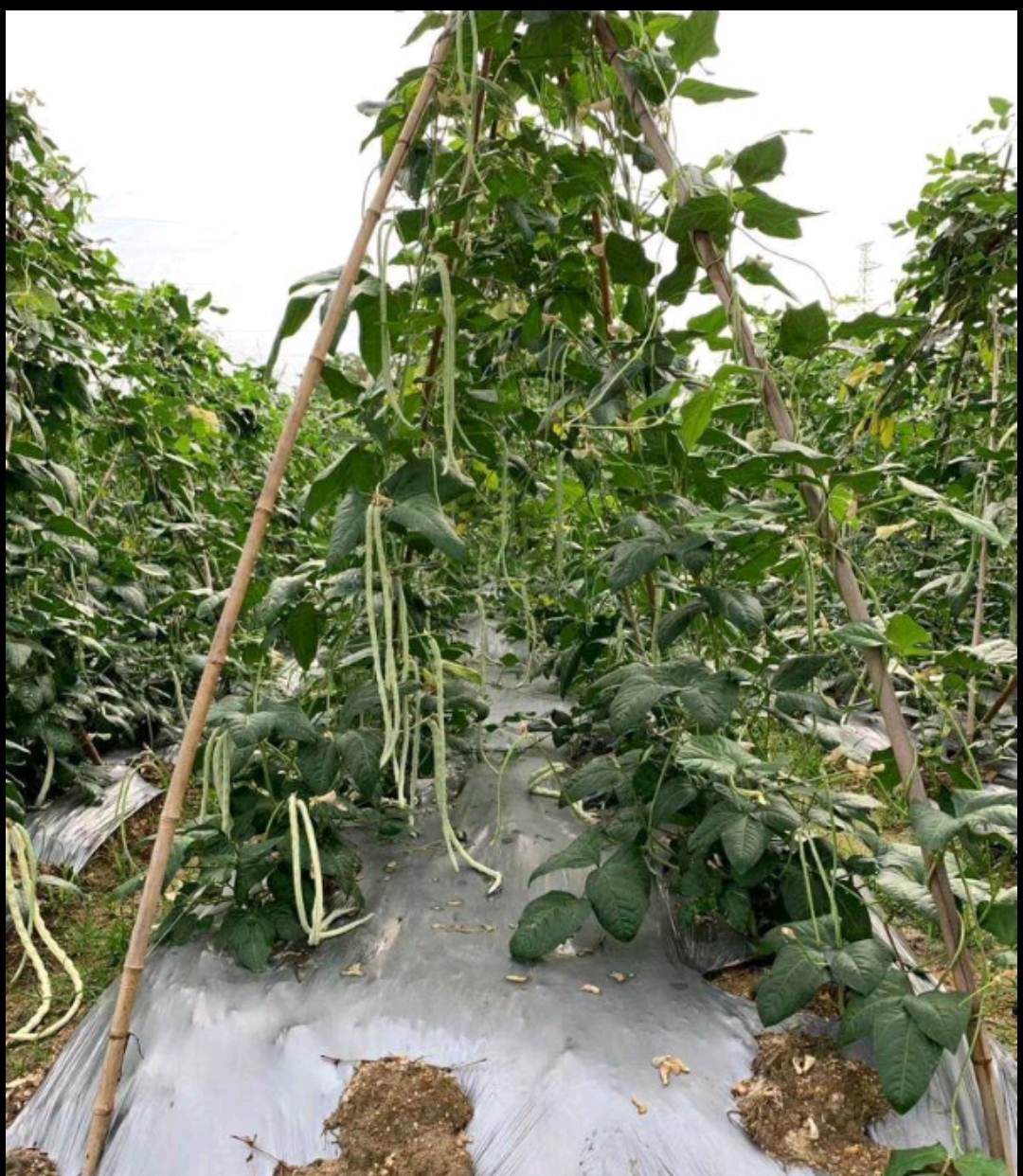 大肉猪仔豆白豆角种子八月珠仔豆豇豆种籽甜豆角子种春秋蔬菜种孑