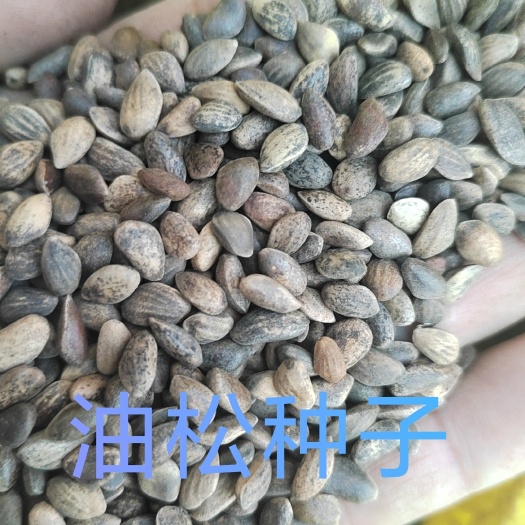 油松种子，油松子人工筛选，发芽率高，是当年新货，客户给的反馈