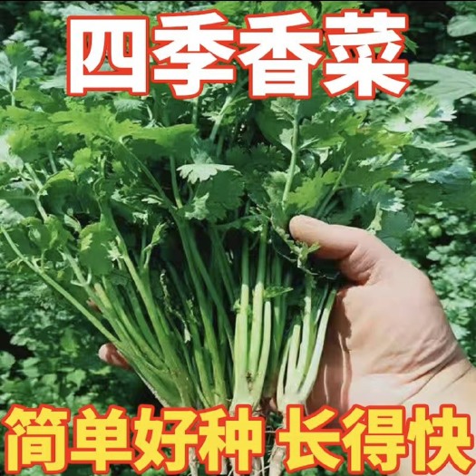 邵东市四季小香菜种子