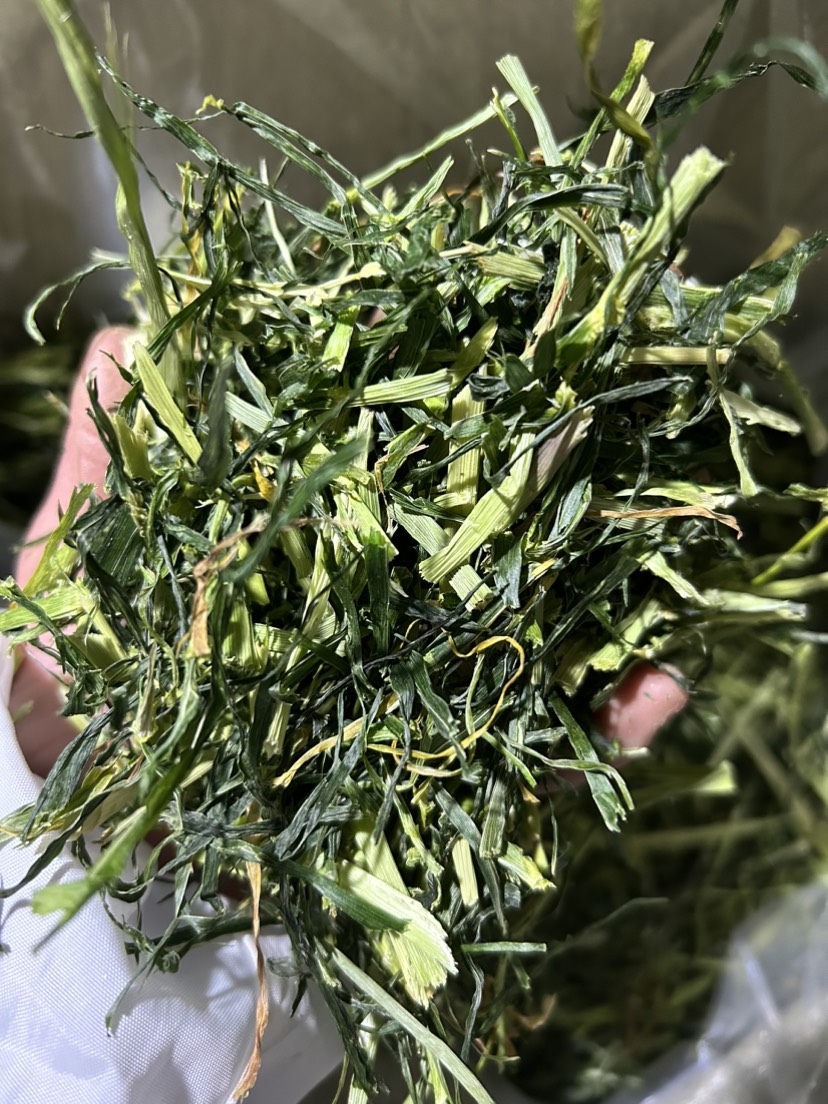 大麦草 荷兰猪 兔饲料