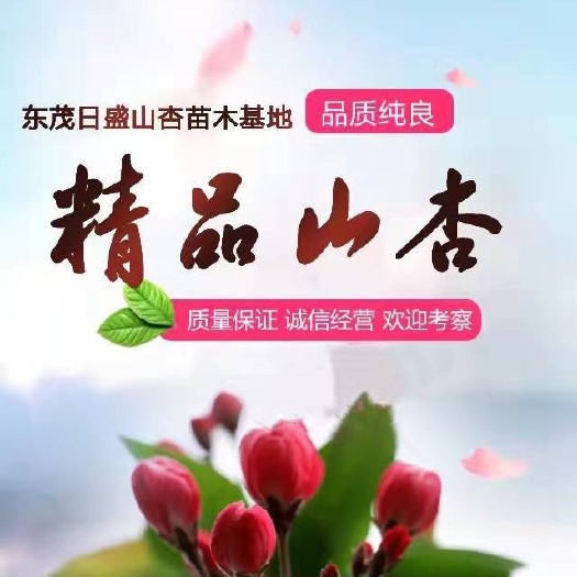 怀来县山杏 山杏树地径5-80公分均有货源