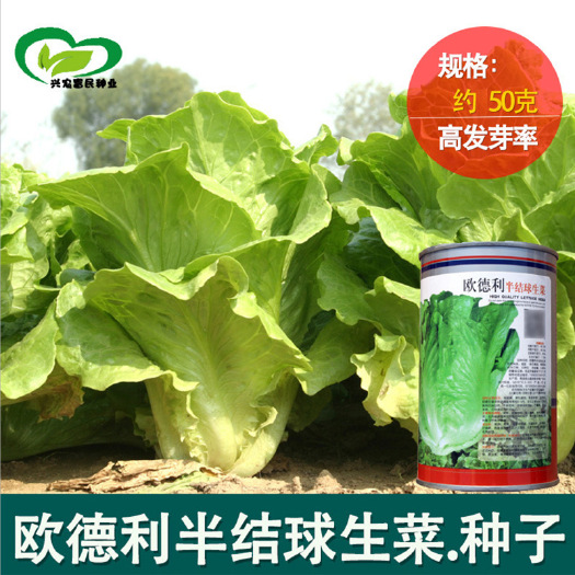 河间市四季结球生菜种子农田菜园结球生菜包心生菜沙拉叶生菜蔬菜籽