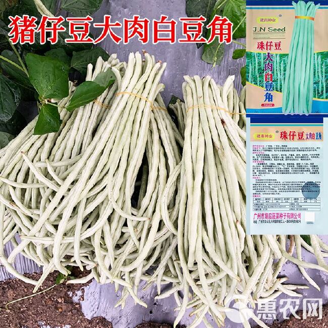 大肉猪仔豆白豆角种子八月珠仔豆豇豆种籽甜豆角子种春秋蔬菜种孑