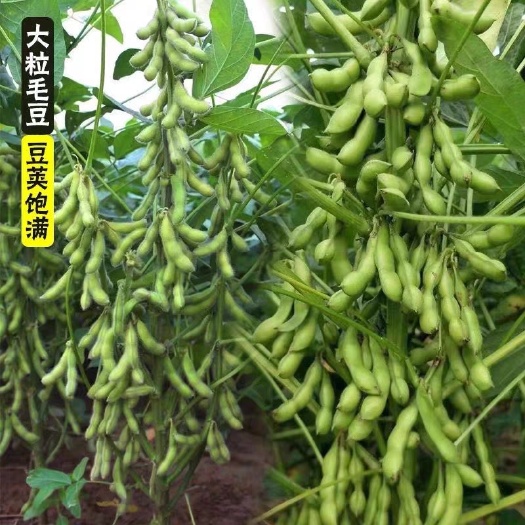 河间市早熟毛豆种籽蔬菜种子农田菜园抗病四季菜毛豆特大青大豆黄豆种子