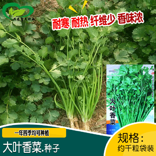 河间市大叶香菜种子农田菜园盆栽阳台四季种植纤维少香味浓香菜籽