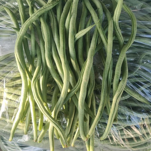 新民市无筋四季豆 架豆王大量上市
