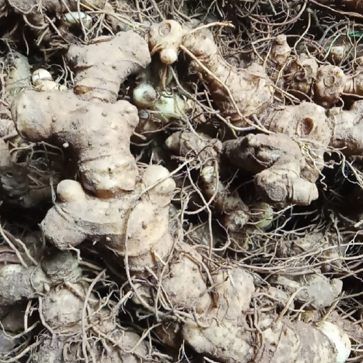 峡江县黄精，药食同源，理想的产品，欢迎新老客户打电话洽谈。
