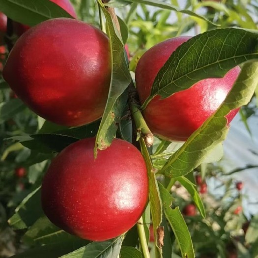 新绛县中油油桃