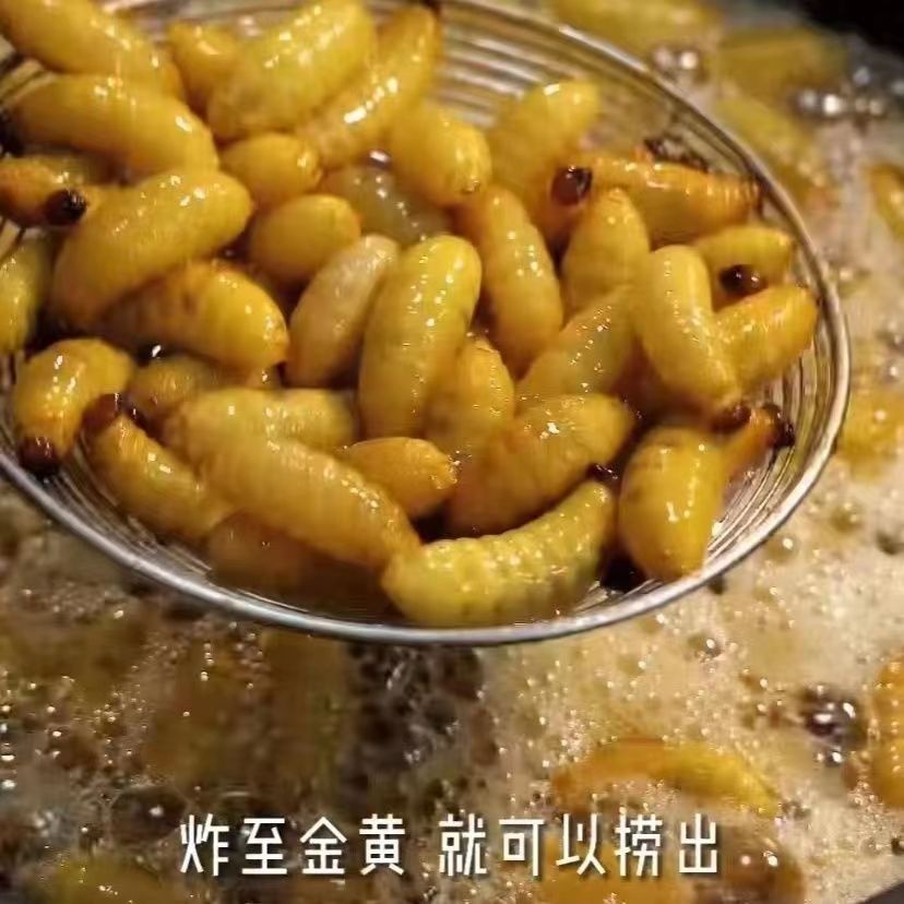 竹蟲鮮活竹蟲油炸活的新鮮椰子蟲竹子蟲椰棕蟲廣東竹蟲食用