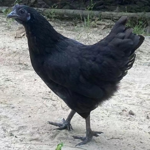 鹤壁五黑一绿，绿壳蛋鸡，