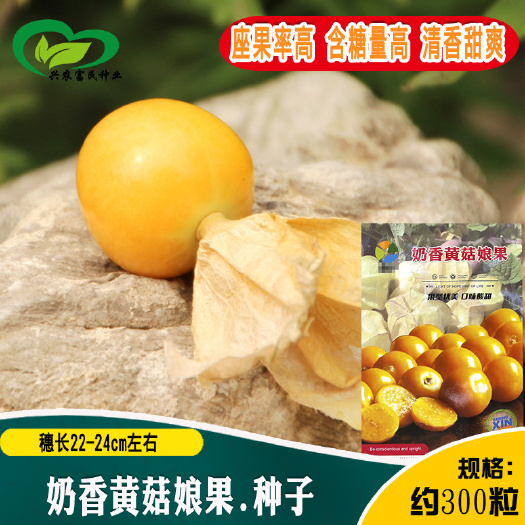 奶香姑娘果种子粒粒甜黄姑娘灯笼果农田菜园水果阳台盆栽黄菇娘