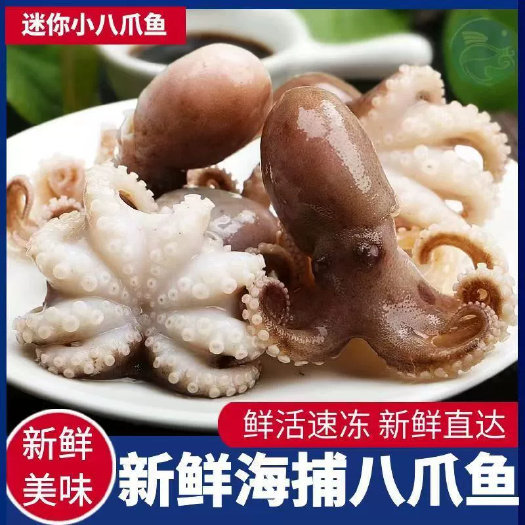 海鲜小章鱼鲜活速冻八爪鱼新鲜海捕八爪鱼火锅食材迷你八爪鱼章鱼