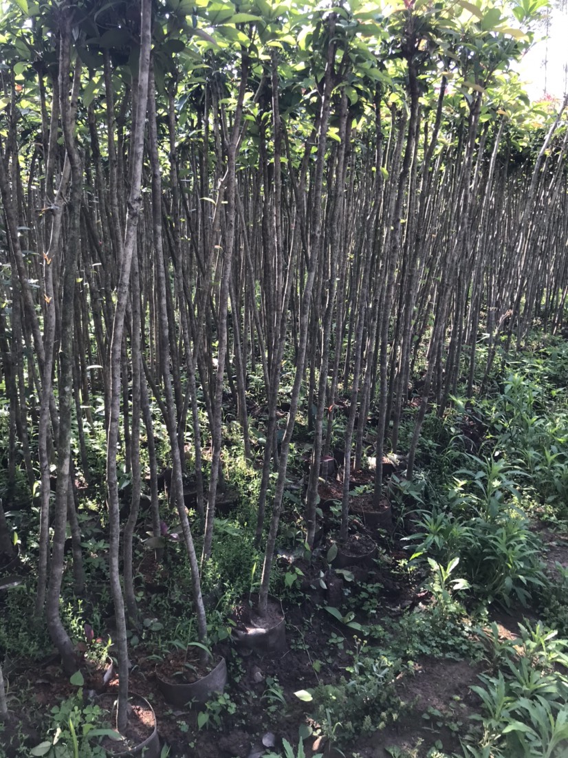 桂林桂花树袋苗3公分左右高度2米左右