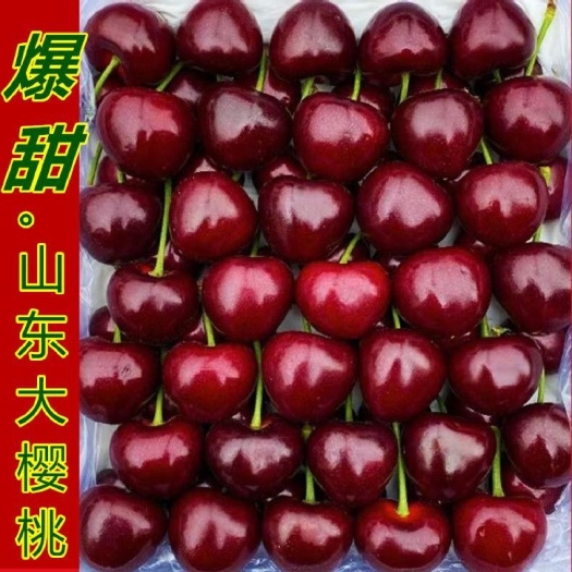沂南县山东临沂沂南黑山安大樱桃预售需要的老板可以预定