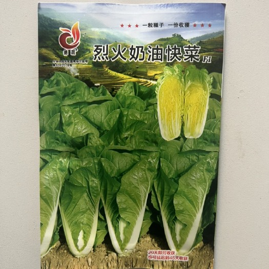 华容县烈火奶油快菜极早熟白菜小白菜种子抗热耐湿蔬菜种子10克