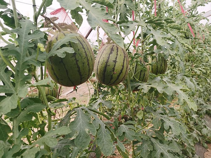 蒲城县（无货）陕西蒲城吊篮礼品西瓜大量上市中