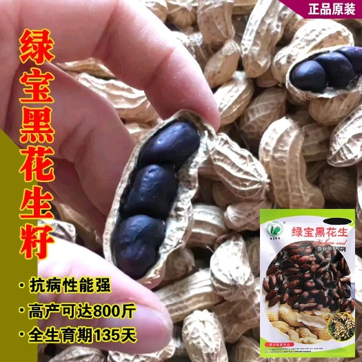 河间市富硒黑皮花生种子绿宝花生种籽非转基因2023新种带壳纯黑花生