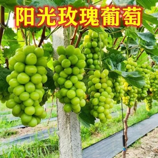 灵山县阳光玫瑰葡萄苗  葡萄苗阳台庭院适合种植