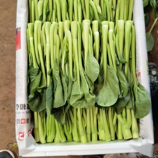 陆良县云南精品菜心 产地一手货源 品质保证 可视频看货