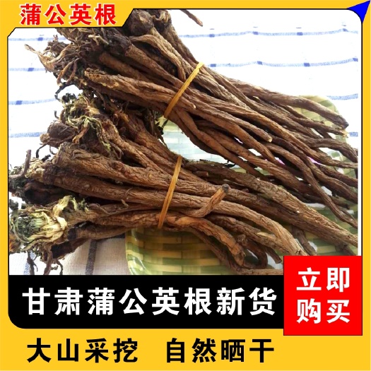 宕昌县蒲公英根多年生长含量高整条发货自然晒干新货味浓蒲公英根