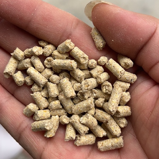 玉林猪全价料颗粒料