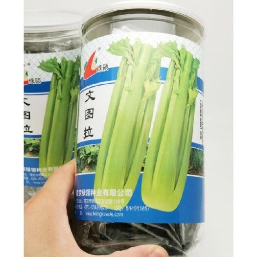 沭阳县绿领文图拉芹菜种子植株高大芹菜种子实心叶柄绿白品质脆嫩芹菜种