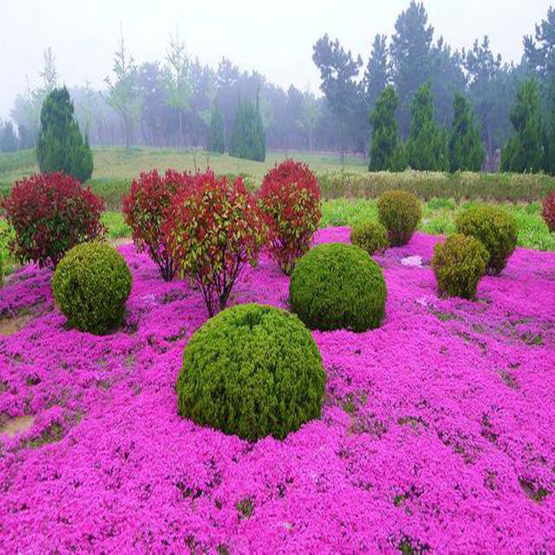 芝樱，四种颜色，花海色带景观绿化，小区，别墅区绿化品种