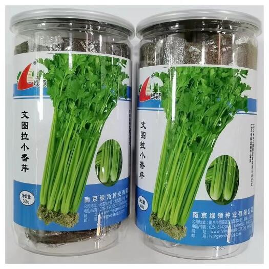 沭阳县绿领文图拉小香芹芹菜种子实心叶柄绿白色有光泽品质脆嫩芹菜种子
