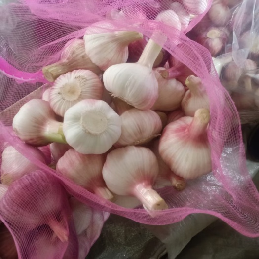 开封河南开封祥符区新鲜红皮蒜 天然种植优质大蒜 带土现挖现发