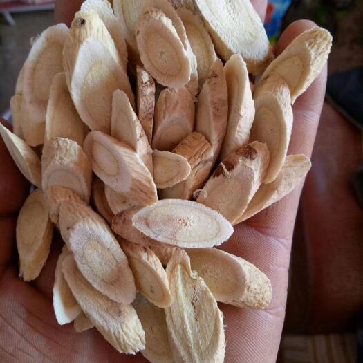 石家庄黄芪 自家种植 物美价廉 各种规格
