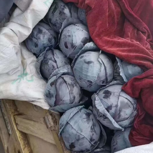 邯郸河北邯郸蔬菜产地发货，精品紫甘蓝