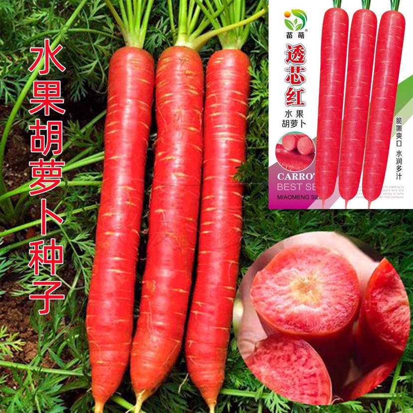 祁东县映红冰糖水果型胡萝卜种子苗萌612水果胡萝卜种籽紫红棒长圆型