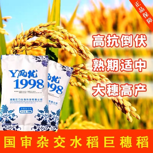 凯里市Y两优1998水稻种子谷种大米种子杂交水稻