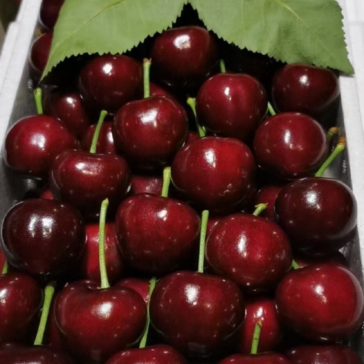 新泰市美早樱桃