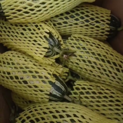 长垣市羊角蜜甜瓜  博洋甜瓜