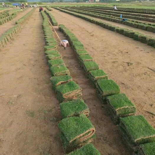博罗县马尼拉草皮